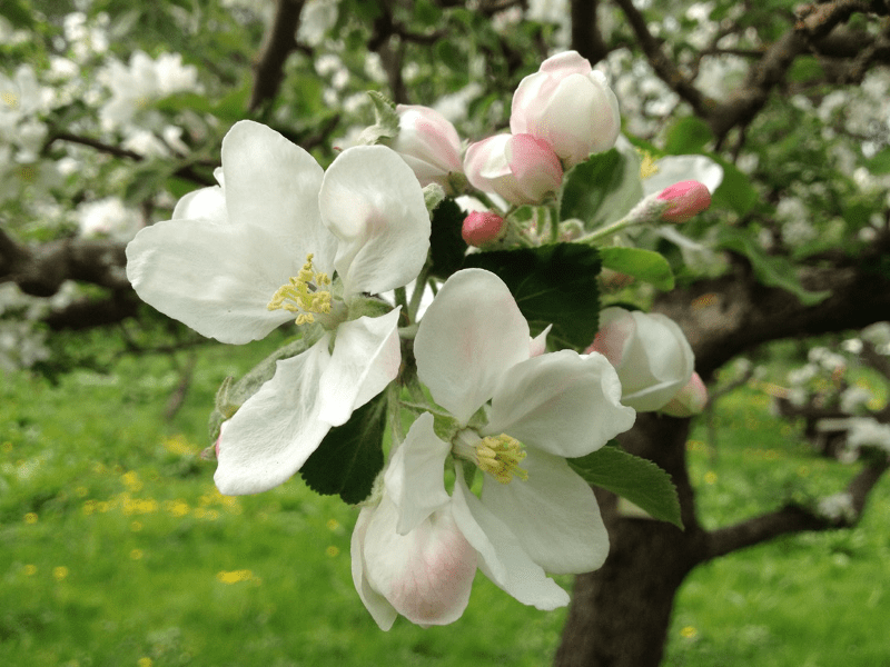 Vita äppelblommor som senare blir till äpplen